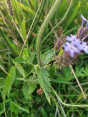 Glandularia corymbosa