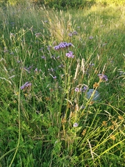 Glandularia corymbosa