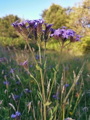 Glandularia corymbosa