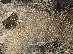 Acamptopappus sphaerocephalus