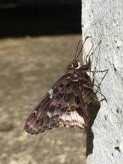 Codatractus bryaxis