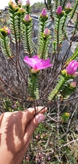 Lavoisiera