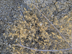 Brickellia atractyloides