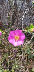 Lavoisiera