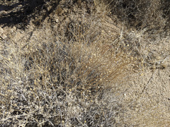 Acamptopappus sphaerocephalus