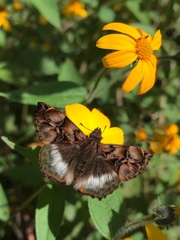 Noctuana lactifera