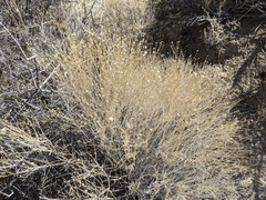 Acamptopappus sphaerocephalus