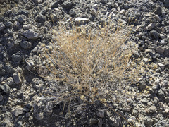 Acamptopappus sphaerocephalus