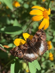 Noctuana lactifera