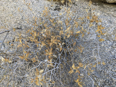 Brickellia atractyloides