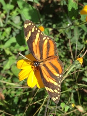 Eresia phillyra phillyra