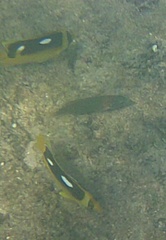 Chaetodon quadrimaculatus