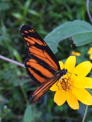 Eresia phillyra phillyra