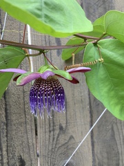 Passiflora phoenicea