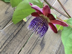 Passiflora phoenicea