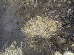 Acamptopappus sphaerocephalus