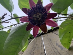 Passiflora phoenicea