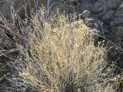 Acamptopappus sphaerocephalus