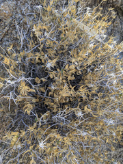 Brickellia atractyloides