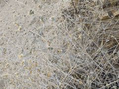 Brickellia desertorum