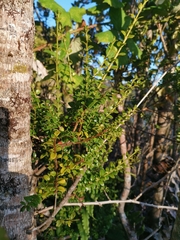 Lepidoceras chilense