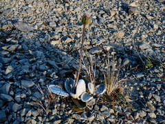 Brachyglottis haastii