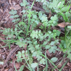 Nemophila phacelioides