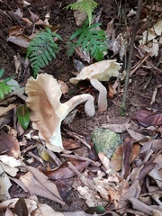 Pleurotus tuber-regium
