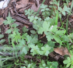 Nemophila phacelioides