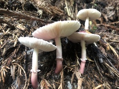 Lepiota decorata