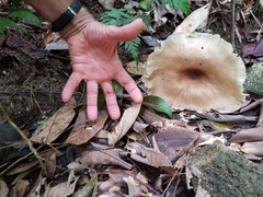 Pleurotus tuber-regium