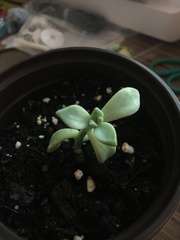 Pachyphytum