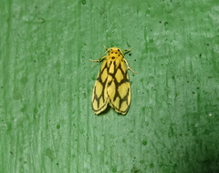 Miltochrista conjunctana