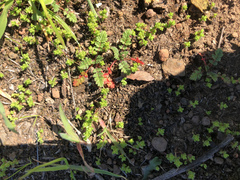 Pterostegia drymarioides