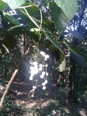 Tournefortia densiflora