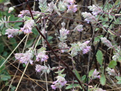 Odontites vernus