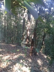 Tournefortia densiflora
