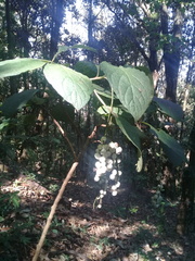 Tournefortia densiflora