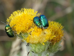 Cryptocephalus sericeus