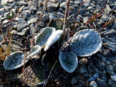 Brachyglottis haastii
