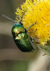 Cryptocephalus sericeus