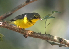 Canada Warbler photo 4