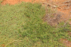 Ceanothus × flexilis