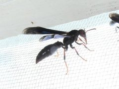 Montezumia ferruginea