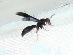 Montezumia ferruginea