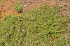 Ceanothus × flexilis