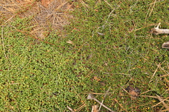 Ceanothus × flexilis