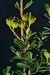 Ceanothus × flexilis