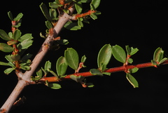 Ceanothus × flexilis