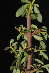 Ceanothus × flexilis